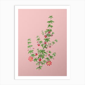 Vintage Madder Leaved Bauera Botanical on Soft Pink n.0375 Art Print