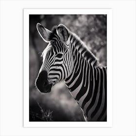 Zebra in the Savannah Art Print