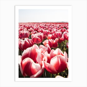Tulip Field In Holland Art Print