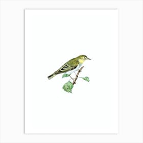 Vintage Wood Warbler Bird Illustration on Pure White n.0030 Art Print