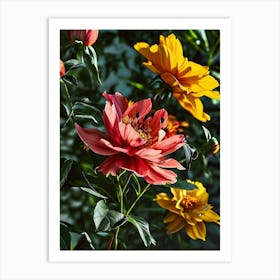 Peonies 20 Art Print