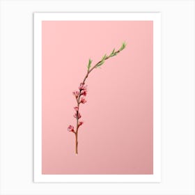 Vintage Peach Blossom Botanical on Soft Pink n.0358 Art Print