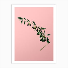 Vintage Olives Botanical on Soft Pink n.0874 Art Print