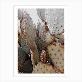 Prickly Cactus Art Print