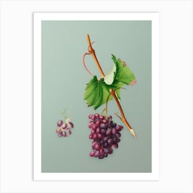 Vintage Grape Barbarossa Botanical Art on Mint Green n.0475 Art Print