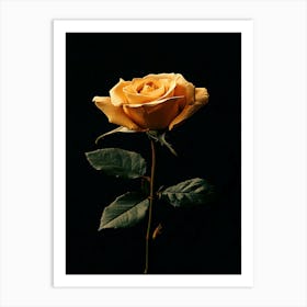 Yellow Rose 4 Art Print