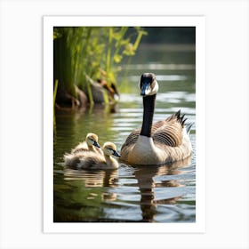 Canadian Geese 16 Art Print