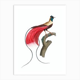 Vintage Red Bird Of Paradise Bird Illustration on Pure White Art Print