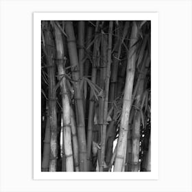 Bamboo Trees In Black And White Art Print