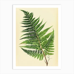 Vintage Illustration Forked Fern 3 Art Print