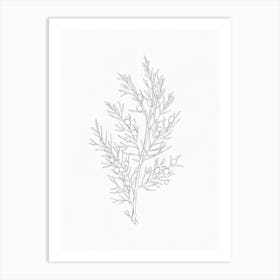 Juniper Branch Drawing Art Print