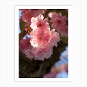 Pink blossoms of an ornamental cherry in spring 2 Art Print