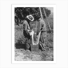 Fruit Pickers Emptying Sacks Of Peaches Into A Crate, Delta County, Colorado By Russell Lee Art Print