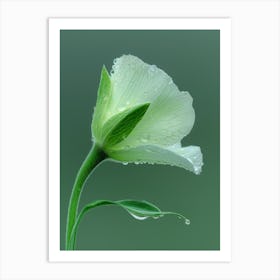 White Flower With Water Droplets Art Print