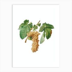 Vintage Trebbiano Grapes Botanical Illustration on Pure White n.0363 Art Print