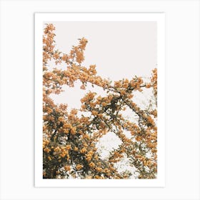 Firethorn Bush Art Print