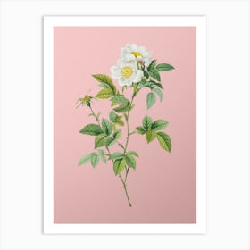 Vintage White Anjou Roses Botanical on Soft Pink n.0392 Art Print