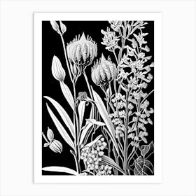 Showy Milkweed Wildflower Linocut 1 Art Print