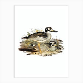 Vintage Long Billed Plover Bird Illustration on Pure White Art Print