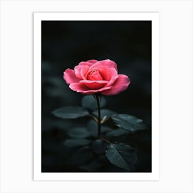 Pink Rose 34 Art Print