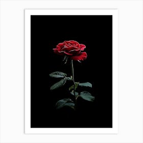 Single Rose On Black Background 18 Art Print