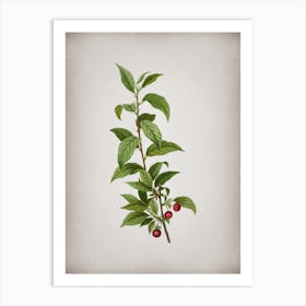 Vintage Cherry Botanical on Parchment n.0835 Art Print