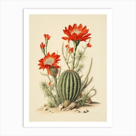 Vintage Cactus Illustration Zebra Cactus 1 Art Print