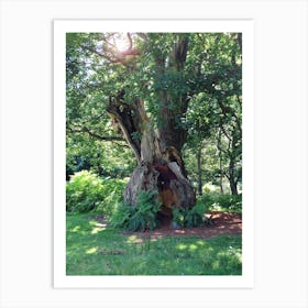 Tree In The Forest Art Print