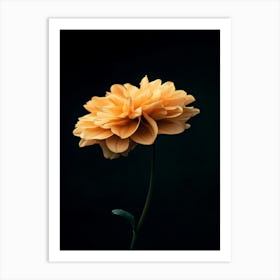 Single Dahlia Flower Art Print