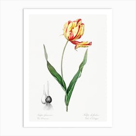 Didier's Tulip Illustration From Les Liliacées, Pierre Joseph Redouté Art Print