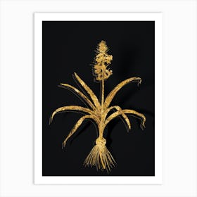 Vintage Scilla Patula Botanical in Gold on Black n.0087 Art Print