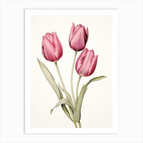 Tulips Flower Vintage Botanical 3 Art Print