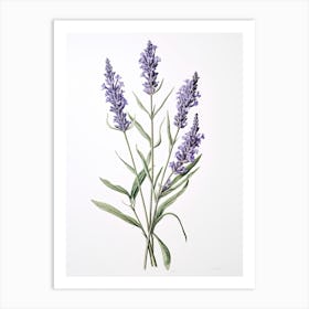 Lavender Vintage Botanical Herbs 0 Art Print