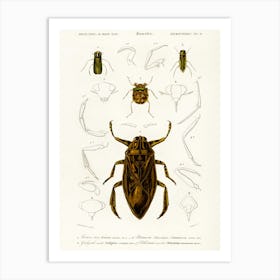 Different Types Of Insects , Charles Dessalines D'Orbigny 1 Art Print