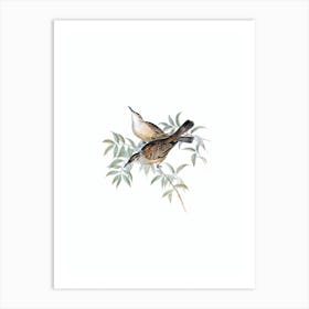 Vintage Streaked Honeyeater Bird Illustration on Pure White n.0355 Art Print