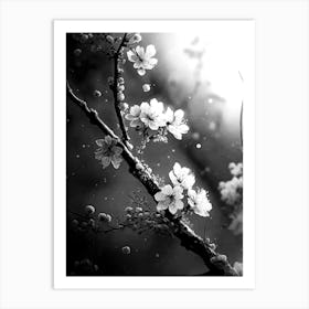 white and black cherry blossoms 2 Art Print