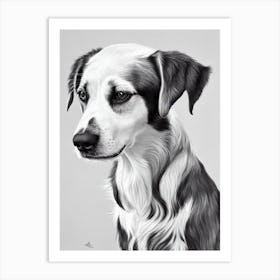 Irish Red And White Setter B&W Pencil Dog Art Print