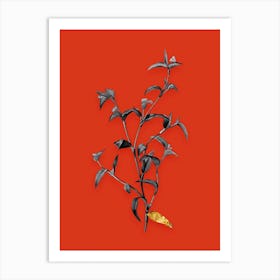 Vintage Commelina Africana Black and White Gold Leaf Floral Art on Tomato Red n.0256 Art Print
