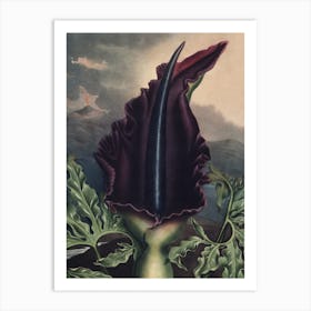 Vintage Thornton 2 Dragon Arum Art Print