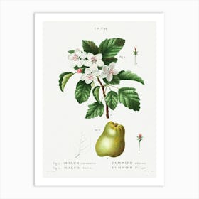 Sweet Crabapple And Apple, Pierre Joseph Redoute Art Print