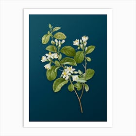 Vintage Snowdrop Bush Botanical Art on Teal Blue n.0327 Art Print