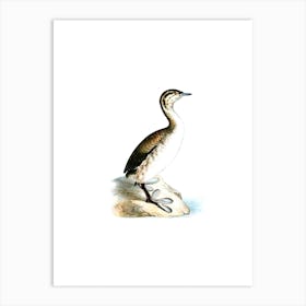 Vintage Young Horned Grebe Bird Illustration on Pure White n.0081 Art Print