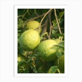 Lemons On A Tree Art Print