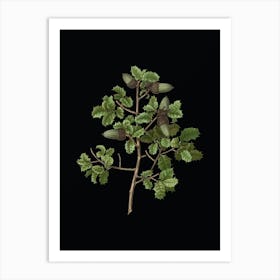 Vintage Kermes Oak Botanical Illustration on Solid Black n.0051 Art Print