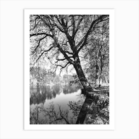 Tree By The Water Black And White Art Print