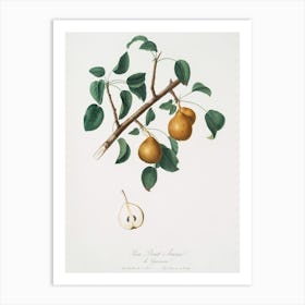 Seckel Pear (Pyrus × Serrulata) From Pomona Italiana (1817 1839), Giorgio Gallesio Art Print