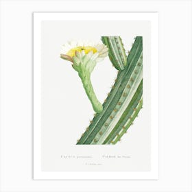 Cactus Peruvianus, Pierre Joseph Redoute Art Print