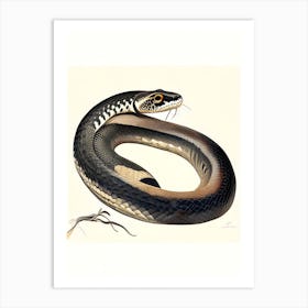 Black Headed Python Snake Vintage Art Print