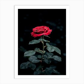 Dark Rose 50 Art Print