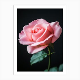 Pink Rose Isolated On Black Background 3 Art Print